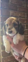 Draft Long-haired, a male Miniature Dachshund for sale in Clinton, MO – 9 of 10