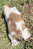 Missy, a female Cavapoo for sale in Clinton, MO – 5 of 10