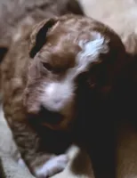 Maxes, a male Cavapoo for sale in Clinton, MO – 7 of 9