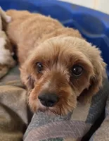 Fran, a female Cavapoo for sale in Clinton, MO – 8 of 9