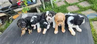 Frankie , a male Cavapoo for sale in Clinton, MO – 7 of 10