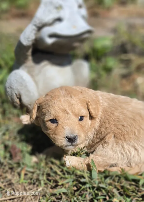BLONDIE – Cavapoo puppy for sale in Clinton, MO