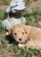 BLONDIE, a female Cavapoo for sale in Clinton, MO – 1 of 8