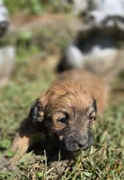 Cadie, a female Cavapoo for sale in Clinton, MO – 7 of 9