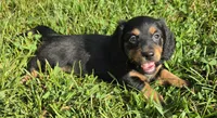 Bunny-Long-haired , a female Miniature Dachshund for sale in Clinton, MO – 5 of 10