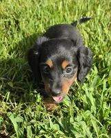Tabby Long-haired , a female Miniature Dachshund for sale in Clinton, MO – 5 of 9