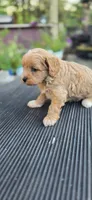 Shay, a female Cavapoo for sale in Clinton, MO – 7 of 10