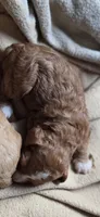 Maxes, a male Cavapoo for sale in Clinton, MO – 8 of 9