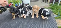 Shay, a female Cavapoo for sale in Clinton, MO – 5 of 10