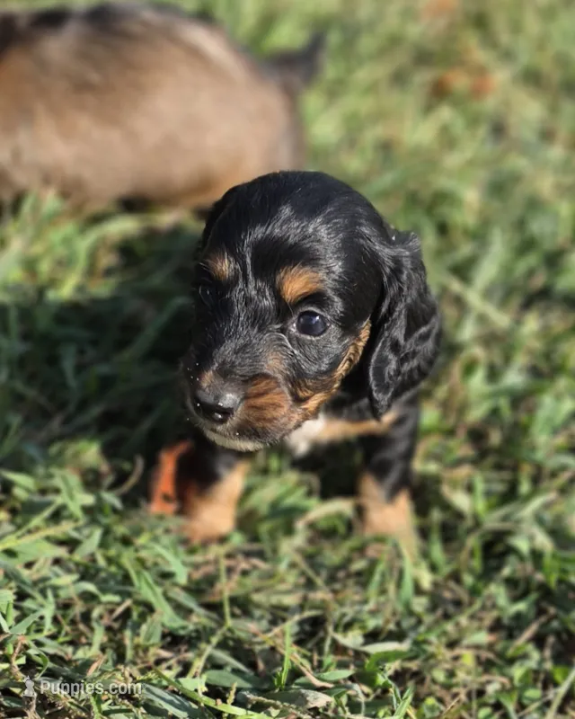 BT Long-haired  – Miniature Dachshund puppy for sale in Clinton, MO