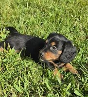 Bunny-Long-haired , a female Miniature Dachshund for sale in Clinton, MO – 7 of 10