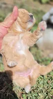 BLONDIE, a female Cavapoo for sale in Clinton, MO – 5 of 8