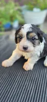 Louie, a male Cavapoo for sale in Clinton, MO – 5 of 10