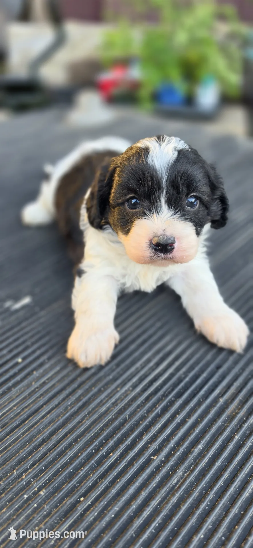 Duke – Cavapoo Puppy for Sale in Clinton, MO | Puppies.com