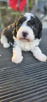 BELL, a female Cavapoo for sale in Clinton, MO – 4 of 9