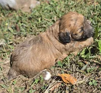 Cadie, a female Cavapoo for sale in Clinton, MO – 6 of 9