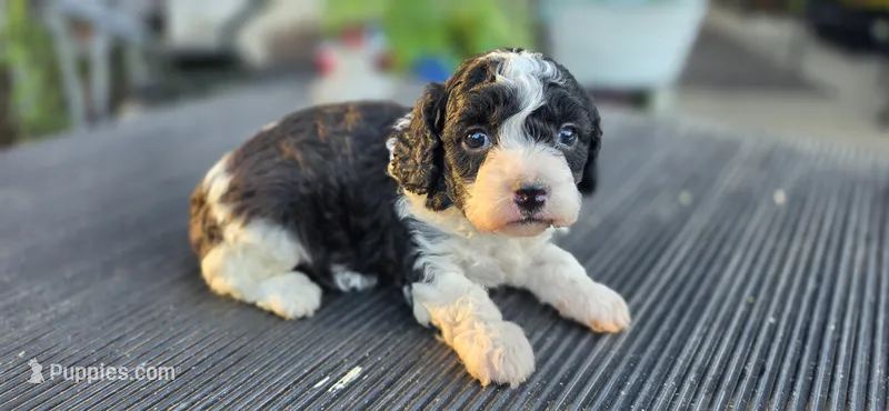 BELL, a female Cavapoo for sale in Clinton, MO – 1 of 9