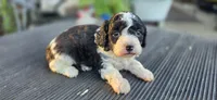 BELL, a female Cavapoo for sale in Clinton, MO – 1 of 9