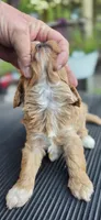 Shay, a female Cavapoo for sale in Clinton, MO – 6 of 10