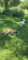 "OLLIE", a female Cane Corso and Labrador Retriever for sale in Clinton, MO – 8 of 10