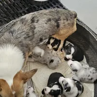 Duke no tail, a male Cardigan Welsh Corgi for sale in Clinton, MO – Photo 8 of 9