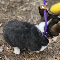 Duke no tail, a male Cardigan Welsh Corgi for sale in Clinton, MO – Photo 4 of 9