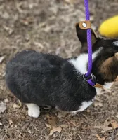 Duke no tail, a male Cardigan Welsh Corgi for sale in Clinton, MO – Photo 4 of 9