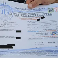 Duke no tail, a male Cardigan Welsh Corgi for sale in Clinton, MO – Photo 2 of 9