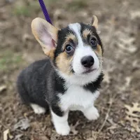 Duke no tail, a male Cardigan Welsh Corgi for sale in Clinton, MO – Photo 3 of 9