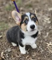 Duke no tail, a male Cardigan Welsh Corgi for sale in Clinton, MO – Photo 3 of 9
