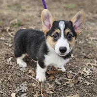 Duke no tail, a male Cardigan Welsh Corgi for sale in Clinton, MO – Photo 9 of 9