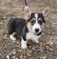Duke no tail, a male Cardigan Welsh Corgi for sale in Clinton, MO – Photo 9 of 9