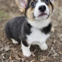 Duke no tail, a male Cardigan Welsh Corgi for sale in Clinton, MO – Photo 1 of 9