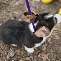 Duke no tail, a male Cardigan Welsh Corgi for sale in Clinton, MO – Photo 7 of 9