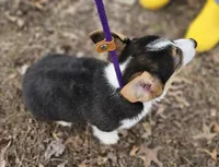 Duke no tail, a male Cardigan Welsh Corgi for sale in Clinton, MO – Photo 7 of 9