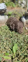 Coco, a male Cavapoo for sale in Clinton, MO – 6 of 7