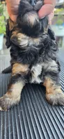 Frankie , a male Cavapoo for sale in Clinton, MO – 5 of 10