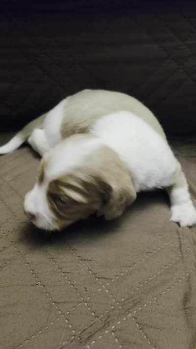 Brewery Long-haired, a male Miniature Dachshund for sale in Clinton, MO – 2 of 10