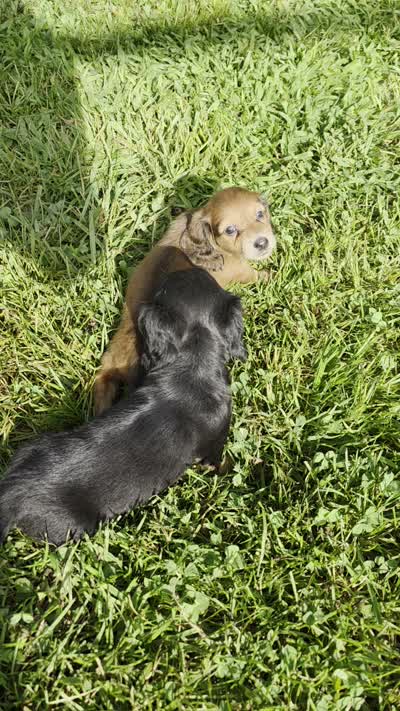 Tabby Long-haired , a female Miniature Dachshund for sale in Clinton, MO – 6 of 9