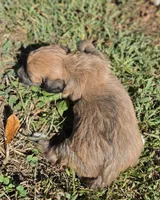 Cadie, a female Cavapoo for sale in Clinton, MO – 8 of 9