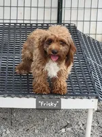 Budy, a male Cavapoo for sale in Clinton, MO – 9 of 10