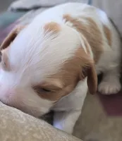 Fran, a female Cavapoo for sale in Clinton, MO – 2 of 9