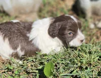 "PIXIE", a female Cavapoo for sale in Clinton, MO – 5 of 8