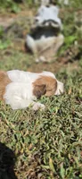 Missy, a female Cavapoo for sale in Clinton, MO – 8 of 10