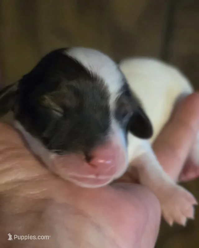 Draft Long-haired  – Miniature Dachshund puppy for sale in Clinton, MO