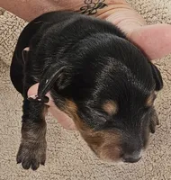 Lou Long-haired, a male Miniature Dachshund for sale in Clinton, MO – Photo 2 of 9