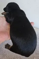 Lou Long-haired, a male Miniature Dachshund for sale in Clinton, MO – Photo 4 of 9