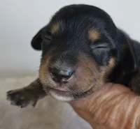 Lou Long-haired, a male Miniature Dachshund for sale in Clinton, MO – Photo 1 of 9