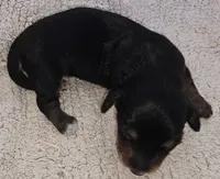 Lou Long-haired, a male Miniature Dachshund for sale in Clinton, MO – Photo 5 of 9