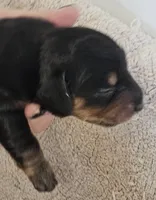 Lou Long-haired, a male Miniature Dachshund for sale in Clinton, MO – Photo 3 of 9